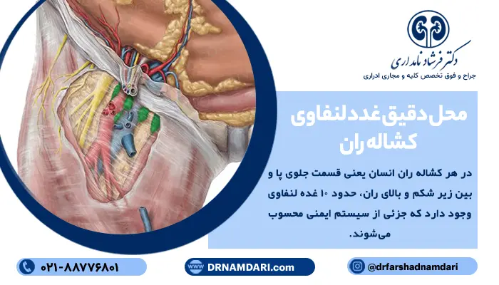 محل دقیق غدد لنفاوی کشاله ران