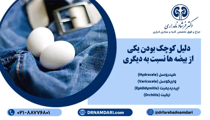 دلیل کوچک بودن یکی از بیضه ها نسبت به دیگری : بیضه چپ بزرگتر است یا راست؟