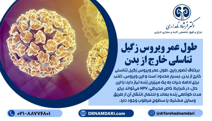 برخلاف تصور رایج، طول عمر ویروس زگیل تناسلی خارج از بدن، بسیار محدود است و این ویروس، اغلب برای ادامه حیات به یک میزبان زنده نیاز دارد؛ با این حال، در شرایط خاص محیطی، HPV میتواند برای مدت کوتاهی زنده بماند و احتمال انتقال آن از طریق وسایل مشترک یا سطوح مرطوب وجود دارد.